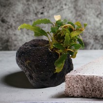 부세파란드라 벨벳.미미네아쿠아, 단품