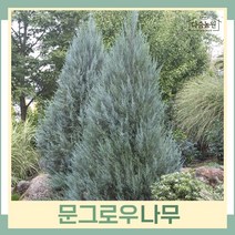 문그로우나무 묘목 삽목2년생 뿌리묘 10개