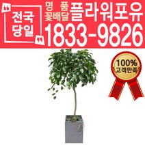 킹벤자민 개업화분 개업선물 배달 이사 실내공기정화