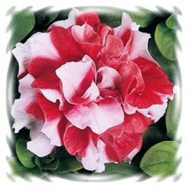 [꽃씨]페츄니아, 매드니스더블 레드앤화이트 : 10립