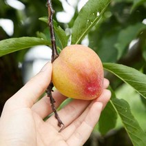 김천 고당도 제철 자두 대석 후무사 왕자두 2kg 3kg 특품 당일수확 산지직송, 제철자두 특 2kg, 1개