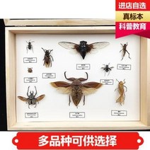곤충표본 액자 나비 만들기 장수풍뎅이 핀 맞춤 나비말 진충나비표본삽갑매미 메뚜, 11 나비형 K, 01 독립하다.