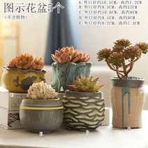 다육화분 다육이 심폴 화분 식물 미니 화분세트, 도자기, 옵션7
