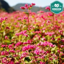 동국종묘 분홍메밀 씨앗 500g 1kg 경관 식물 작물 종자, 2. 분홍메밀 1kg, 1개