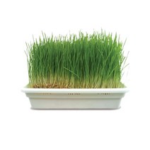 영수네새싹뜰 새싹재배기 1단+새싹채소 씨앗1종+보리씨앗+밀싹비누
