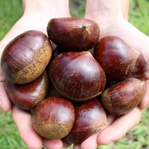 국내산 공주 정안밤 햇밤 생밤 생율 알밤 2kg 4kg, 특4kg, 1개