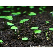 매직아쿠아 미니 워터머쉬룸 (2뿌리)