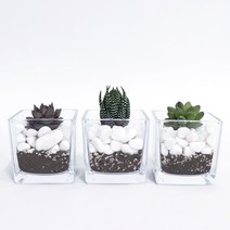 화분월드 백자갈 꿈돌 강자갈 흑자갈 칼라스톤 에그스톤, 백자갈3호(1.5kg)