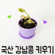 키밍 / 국산 강낭콩 키우기 1인세트 초등학교 유치원 준비물
