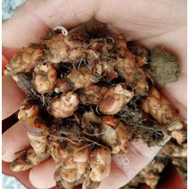 SAFFLOWER 잔디 번식 공 Safflower Saffron 자주색 잎 소스 3 개의 잎이 많은 잔디 녹색 잎 붉은 꽃 Safflower Grass, 자주색 -잎 튀김 소스 반 고양이