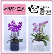PFA009 생화 꽃 배달 화분 축하 란 양난, 선물용 서양란, 12.K7+그린픽스(PFA037)