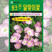 핑크낮달맞이꽃 씨앗 달맞이꽃 씨 종자 500립, 1개