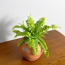 [1+1 SET] 천연가습기 반려식물 키우기쉬운 공기정화식물 보스턴 고사리 원형 토분, 원형 토분+원형토분+영양제 서비스, 받침 2개