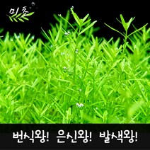 [미초] 로타라 그린 수초 10촉 / 유경 수초 / 초보자 수초 / 어항 수초