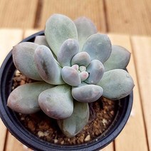 후레뉴 다유기 키우기 쉬운 다육식물1-40, 단품