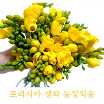 농부가 키운 프리지아 생화 30대 50대 후리지아 농장직배송 태안꽃농장 꽃농장직배송 필랑말랑, 프리지아: 30대(옐로)
