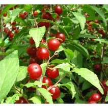 묘목/모종 이스라지(산앵두) 9치화분 R0946