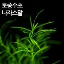 365수족관 초보자 수초 토종 나자스말 10촉, 1개