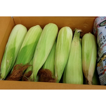 강원도 홍천 산지발송 흑찰옥수수 10개 햇 찰 옥수수 청정 신선 고소하고 달콤한 맛있는 옥수수 알록이 옥수수