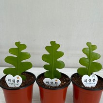 피쉬본 3개묶음 실내공기정화식물 반려식물 플랜테리어 온누리꽃농원