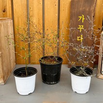 가꾸다 마오리코로키아 소포라 뮬렌베키아 뉴질랜드 야생화 인테리어 식물 베란다식물 플랜테리어, 코로키아