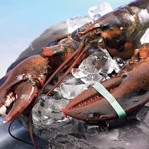 은하수산 살아있는 캐나다산 활 랍스타, 2. 활랍스타 700-800g, 800g