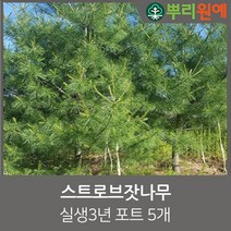 스트로브잣나무 실생3년 포트5개 뿌리원예
