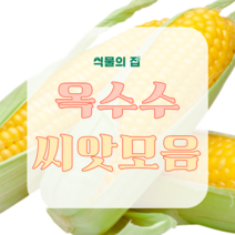 옥수수 씨앗 모음, 보라흑찰 씨앗, 1개