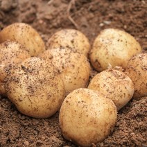 직거래농민장터 햇감자 포슬포슬 국내산 감자, 5kg (대, 찜용), 1박스