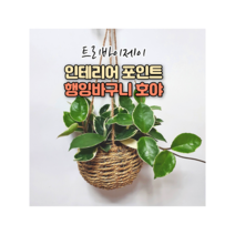 트리바이제이 행잉바구니 호야 실내공기정화식물 집에서키우기좋은식물 거실화초