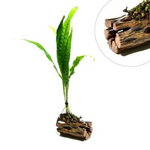 헬로아쿠아 모음)심쿵 수초아이템 160종 쉬운수초 어항장식 열대어 어항꾸미기 수족관꾸미기, 39번) 초야유목 미크로소리움 활착