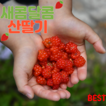 2023 포항 장기새콤달콤 산딸기 생과 노지 500g 1kg 산지직송, 1kg(급냉), 1개