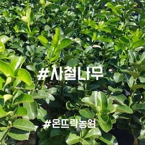 사철나무 1m 전후-