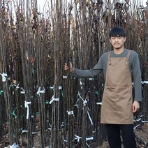 배나무 묘목 접목1년생, 화산배나무 접목1년생