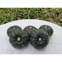 보우짱 밤호박 미니밤단호박 제주단호박 한 박스 2.5KG 5개내외