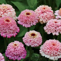 백일홍 진데렐라 시리즈 (꽃씨앗/10립) Zinnia Zinderella, 라일락