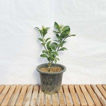 중형 한라봉 감귤 향기 열매 실내 공기정화 식물 화분 나무 묘목