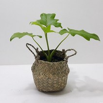 러브코리아 호프셀렘(소) 해초 바구니 관엽식물 인테리어 습도조절, 단품, 1개