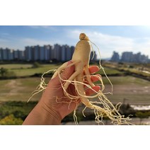 가정에서 드시기 딱 좋은 세척 금산인삼 5년근 수삼 난발삼 1채(750g) 반채(375g), 세척난발삼1채(750g)