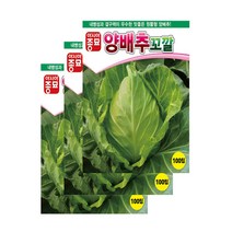 (아시아종묘/양배추씨앗종자) 꼬깔 고깔양배추(100립) 3개입, 3개