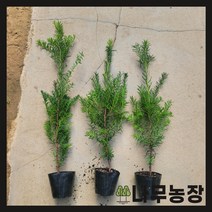 (나무농장) 주목 3년포트 키 50cm 내외 ( 2주묶음 )