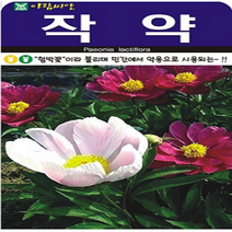 아람종묘 작약 씨앗 100립