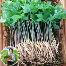 [맘스호미] 장성농부 새싹삼 새싹인삼 면역력 선물세트, 1박스, 새싹삼 M_100개(보자기포장)