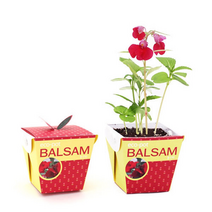 봉선화키우기/5인용 - 39358