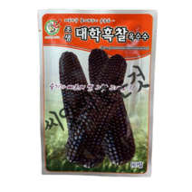 흑찰옥수수씨앗80립 조생종흑찰 옥수수종자 토종옥수수씨앗 오스템