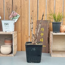 가꾸다 수입목단 모란(13종-개별판매) 꽃이미지 옵션확인해서 구매해 주세요, 08_노하홍