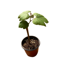 그린플랜트 공기정화식물 포도나무 중품 품종색상랜덤 1+1