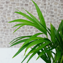 도희씨네 정원>> 눈의 피로를 책임져줄 아레카 야자 120″ class=”wr-img”></a></div></p></div></p></div></p></div><div class=