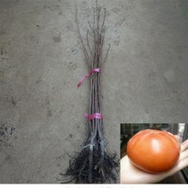 단감나무 단감나무묘목 부유단감나무 부유단감묘목 진영단감나무 2년생