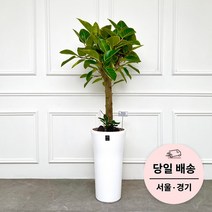 에코플랜트 실내 공기정화 식물 개업식 사무실 이전 승진 까페 개원 집들이 선물 개업 축하 화분 배달 [서울 경기 당일배송]<토요일 오후 일요일 주문건 월요일배송